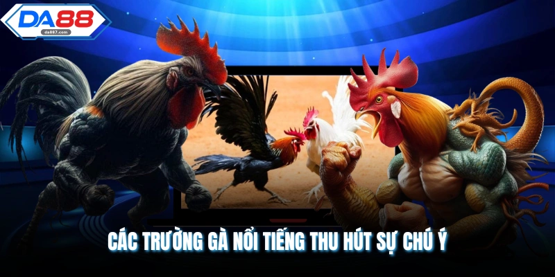Các trường gà nổi tiếng thu hút sự chú ý 