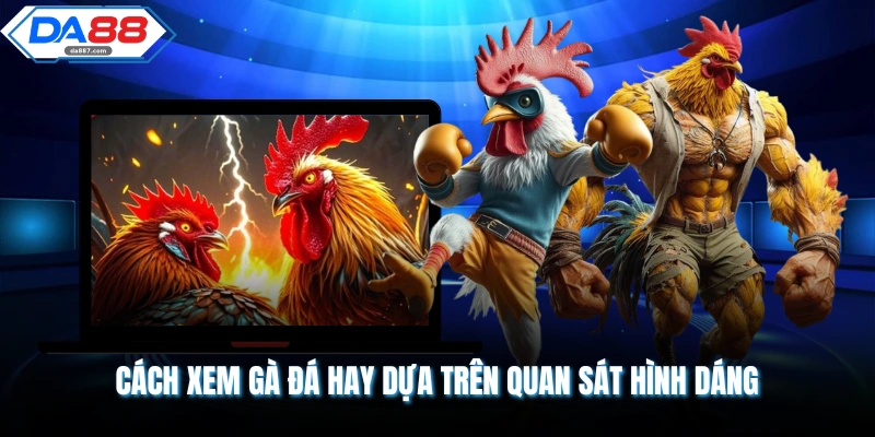 Cách xem gà đá hay dựa trên quan sát hình dáng 