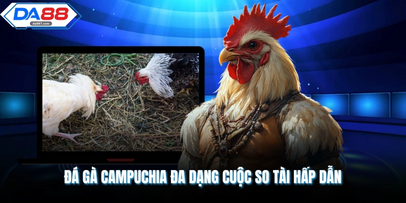 Đá gà Campuchia đa dạng cuộc so tài hấp dẫn