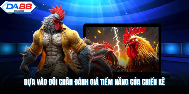 Dựa vào đôi chân đánh giá tiềm năng của chiến kê